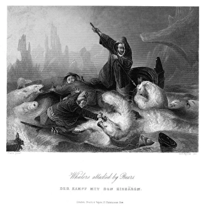 POLAR BEAR ATTACK. Whalers attacked by polar bears. Steel engraving, English, c1840 POLAR BEAR ATTACK. Whalers attacked by polar bears. Steel engraving, English, c1840