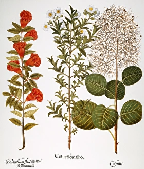 POMEGRANATE, 1613. Pomegranate (Punica granatum), wild rock rose (Cistus monospeliensis) POMEGRANATE, 1613. Pomegranate (Punica granatum), wild rock rose (Cistus monospeliensis)