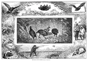 The Quail and Its Enemies. Quail encountering traps and predators The Quail and Its Enemies. Quail encountering traps and predators