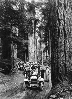 RAINIER NATIONAL PARK Washington State. A caravan of automobiles carrying tourists RAINIER NATIONAL PARK Washington State. A caravan of automobiles carrying tourists