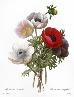 REDOUTE: ANEMONE, 1833. Also called a Windflower. Engraving after a painting by Pierre-Joseph Redout REDOUTE: ANEMONE, 1833. Also called a Windflower. Engraving after a painting by Pierre-Joseph Redout