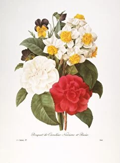 REDOUTE: BOUQUET, 1833. Common camellia (Camellia japonica), narcissus (Narcissus x incomparabilis)