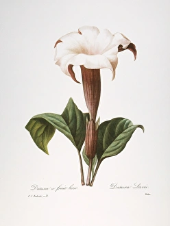 REDOUTE: DATURA, 1833. Common thorn apple, or jimson weed (Datura stratamonium) REDOUTE: DATURA, 1833. Common thorn apple, or jimson weed (Datura stratamonium)