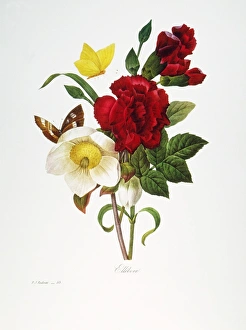 REDOUTE: HELLEBORE, 1833. Christmas rose, or hellebore (Helleborus niger) REDOUTE: HELLEBORE, 1833. Christmas rose, or hellebore (Helleborus niger)