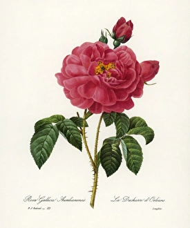 ROSA GALLICA. Engraving after a painting by Pierre Joseph Redout ROSA GALLICA. Engraving after a painting by Pierre Joseph Redout