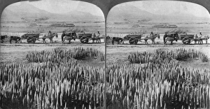 RUSSO-JAPANESE WAR, c1905. Sharpened stakes, pitfalls, and wire entanglement barriers RUSSO-JAPANESE WAR, c1905. Sharpened stakes, pitfalls, and wire entanglement barriers