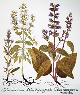 SAGE, 1613. Blue-flowered sage, white-flowered sage and violet sage (all Salva officinalis)