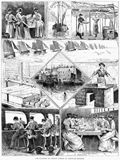 Images Dated 8th August 2012: SARDINE FISHERY, 1880. Scenes from a sardine fishery in Cornwall, England. Engraving