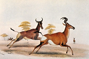 SASSABY AND HARTEBEEST, Two varieties of African antelope SASSABY AND HARTEBEEST, Two varieties of African antelope