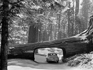 SEQUOIA NATIONAL PARK. An automobile in a tunnel log, cut through a fallen giant sequia SEQUOIA NATIONAL PARK. An automobile in a tunnel log, cut through a fallen giant sequia