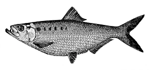 SHAD. An adult hickory shad (Alosa mediocris) SHAD. An adult hickory shad (Alosa mediocris)