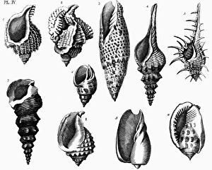 SHELLS, 1776. Page from Thomas Jeffersons copy of Elements of Conchology SHELLS, 1776. Page from Thomas Jeffersons copy of Elements of Conchology