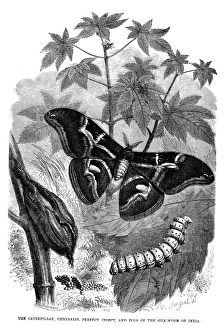 SILKWORM. The four-stage metamorphosis of the silkworm of India (eggs, caterpillar SILKWORM. The four-stage metamorphosis of the silkworm of India (eggs, caterpillar