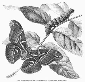 SILKWORM & MOTH. A new silkworm moth (Saturnia cynthia), caterpillar, and cocoon SILKWORM & MOTH. A new silkworm moth (Saturnia cynthia), caterpillar, and cocoon