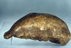 SKULL OF JAVA MAN. Lateral view of cast of skull of Java Man (Pithecanthropus erectus SKULL OF JAVA MAN. Lateral view of cast of skull of Java Man (Pithecanthropus erectus