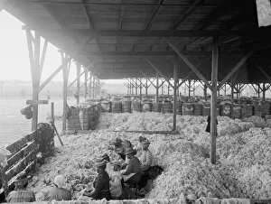 SORTING COTTON, c1905. African American women and girls sorting cotton at the Atlantic