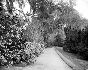SOUTH CAROLINA: GARDEN. The slope walk, at Magnolia-on-the-Ashley, or Magnolia Gardens SOUTH CAROLINA: GARDEN. The slope walk, at Magnolia-on-the-Ashley, or Magnolia Gardens