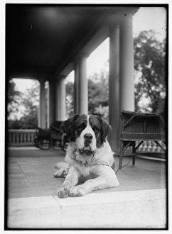 ST. BERNARD, c1920. Orville Wright's St. Bernard, Scipio, on the porch in Dayton, Ohio ST. BERNARD, c1920. Orville Wright's St. Bernard, Scipio, on the porch in Dayton, Ohio