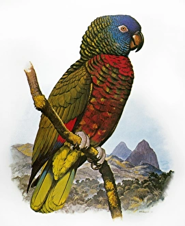 ST LUCIA AMAZON PARROT (Amazona versicolor). Amazon Parrot indigenous to St. Lucia ST LUCIA AMAZON PARROT (Amazona versicolor). Amazon Parrot indigenous to St. Lucia