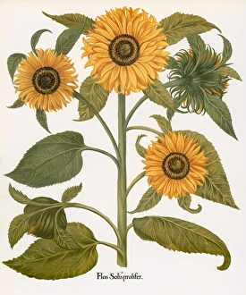 SUNFLOWER. Engraving from Basilius Beslers Hortus Eystettensis, 1613 SUNFLOWER. Engraving from Basilius Beslers Hortus Eystettensis, 1613