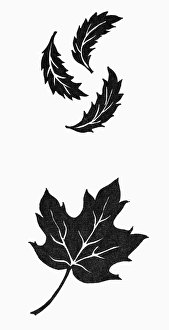 SYMBOLS: AUTUMN. Maple leaf and falling leaves, symbols of autumn. Woodcuts SYMBOLS: AUTUMN. Maple leaf and falling leaves, symbols of autumn. Woodcuts
