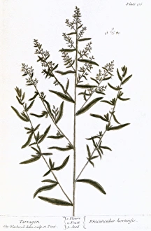 TARRAGON, 1735. The tarragon plant (dracunculus hortensis) TARRAGON, 1735. The tarragon plant (dracunculus hortensis)