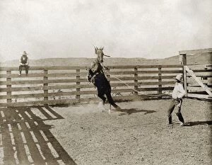 TEXAS: COWBOY, c1907. A cowboy breaking a horse in a corral on the LS Ranch in Texas