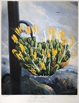 THORNTON: ALOE. The aloe plant (Agave americana L.). Engraving by Medland after a THORNTON: ALOE. The aloe plant (Agave americana L.). Engraving by Medland after a