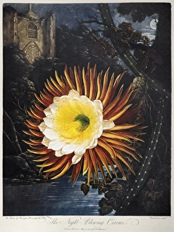 THORNTON: CEREUS. The Night-Blowing Cereus, or Queen of the night THORNTON: CEREUS. The Night-Blowing Cereus, or Queen of the night