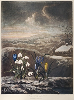 THORNTON: CROCUSI. The snowdrop (Galanthus nivalis L.), violet spring crocus THORNTON: CROCUSI. The snowdrop (Galanthus nivalis L.), violet spring crocus