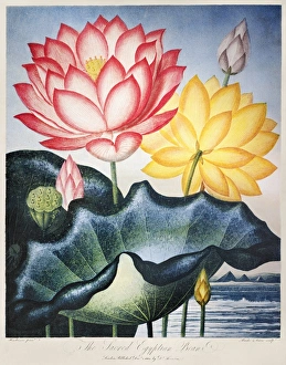 THORNTON: LOTUS FLOWER. The Sacred Egyptian Bean, or lotus flowers (Nelumbo nucifera Gaertn. and Nelumbo lutea) THORNTON: LOTUS FLOWER. The Sacred Egyptian Bean, or lotus flowers (Nelumbo nucifera Gaertn. and Nelumbo lutea)