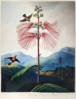Vintage Print The Maggot\u2013Bearing Stapelia Vintage Flower Print Botanical Print Home Decor Flower Poster Wall Art Wall Decor