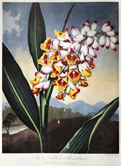 THORNTON: SHELL GINGER. The Nodding Renealmia, or shell ginger (Alpinia zerumbet) THORNTON: SHELL GINGER. The Nodding Renealmia, or shell ginger (Alpinia zerumbet)