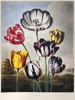 THORNTON: TULIPS. Group of tulips (Tulipa spec.). Engraving by Richard Earlom after a THORNTON: TULIPS. Group of tulips (Tulipa spec.). Engraving by Richard Earlom after a
