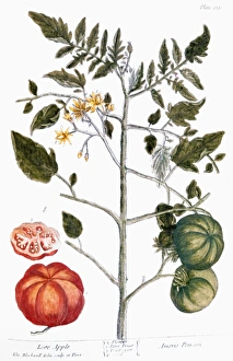 TOMATO PLANT, 1735. Tomato (poma amoris). Line engraving by Elizabeth Blackwell from her TOMATO PLANT, 1735. Tomato (poma amoris). Line engraving by Elizabeth Blackwell from her