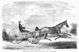 Trotting horse Taconey, exercising on the road. Wood engraving, American, 1853 Trotting horse Taconey, exercising on the road. Wood engraving, American, 1853
