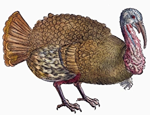 TURKEY, 1560. Wild Turkey (Meleagris gallopavo). Woodcut from a 1560 edition of Konrad TURKEY, 1560. Wild Turkey (Meleagris gallopavo). Woodcut from a 1560 edition of Konrad