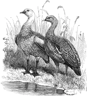 UPLAND GEESE. Male and female half-bred upland geese. Line engraving, 19th century UPLAND GEESE. Male and female half-bred upland geese. Line engraving, 19th century