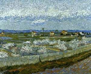 VAN GOGH: PEACH TREE, 1889. Peach Trees in Blossom. Oil on canvas, 1889, by Vincent Van Gogh VAN GOGH: PEACH TREE, 1889. Peach Trees in Blossom. Oil on canvas, 1889, by Vincent Van Gogh