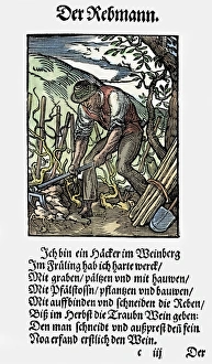 VINEGROWER, 1568. Woodcut, 1568, by Jost Amman VINEGROWER, 1568. Woodcut, 1568, by Jost Amman