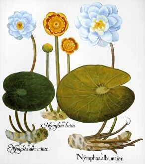 WATER LILY, 1613. Left and right: European white water lily (Nymphaea alba)