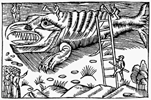WHALE DISSECTION, 1555. The cutting up of a whale WHALE DISSECTION, 1555. The cutting up of a whale
