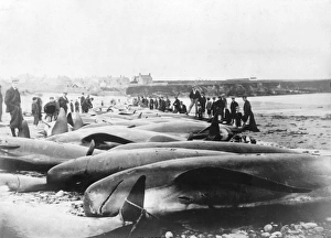 WHALING, c1900. Dead whales on a beach in the United States following a whale hunt WHALING, c1900. Dead whales on a beach in the United States following a whale hunt