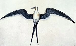 Water Color Gallery: WHITE: FRIGATE BIRD. Watercolor, c1585, by John White