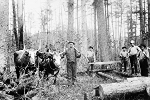 WISCONSIN: LOGGING, 1886. Loggers near Zeda, Jackson County, in central Wisconsin, 1886 WISCONSIN: LOGGING, 1886. Loggers near Zeda, Jackson County, in central Wisconsin, 1886