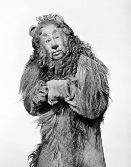 Images Dated 8th November 2007: WIZARD OF OZ, 1939. Bert Lahr as the Cowardly Lion in the 1939 MGM production of The Wizard of Oz