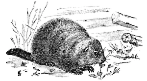 WOODCHUCK. Eastern American woodchuck or groundhog. Wood engraving, 19th century WOODCHUCK. Eastern American woodchuck or groundhog. Wood engraving, 19th century