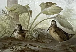 Images Dated 26th February 2011: WOODCOCKS, c1878. Lithograph by Alexander Pope, Jr. c1878