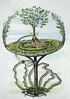Norwegian Collection: YGGDRASILL. The evergreen ash tree that in Nordic-Germanic mythology overshadows the whole universe