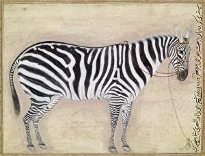ZEBRA, c1620. Painting of a Zebra commissioned by Jahangir, Mughal emperor of India, c1620 ZEBRA, c1620. Painting of a Zebra commissioned by Jahangir, Mughal emperor of India, c1620